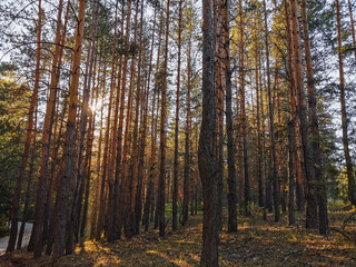 dark forest at sunset