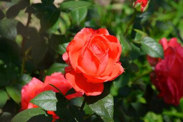 bright open Bud of a beautiful, cream rose in the garden. nearby you can see the green leaves of a rose Bush