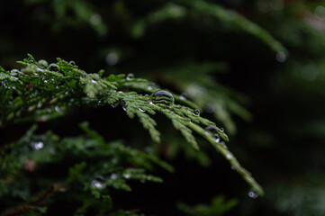 Water droplets scattered in the greenery