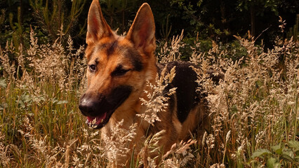 portrait of a german shepherd dog in nature