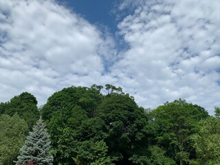 trees and clouds