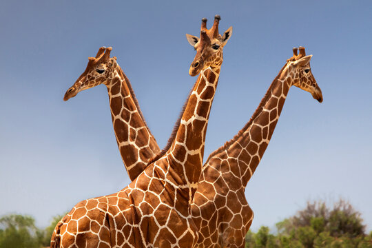 Reticulated  giraffes in Kenya, Africa