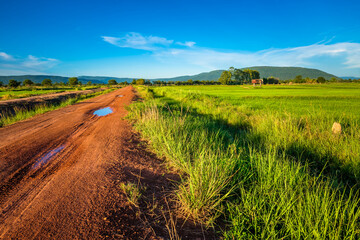 Rice Field and Dirt Road