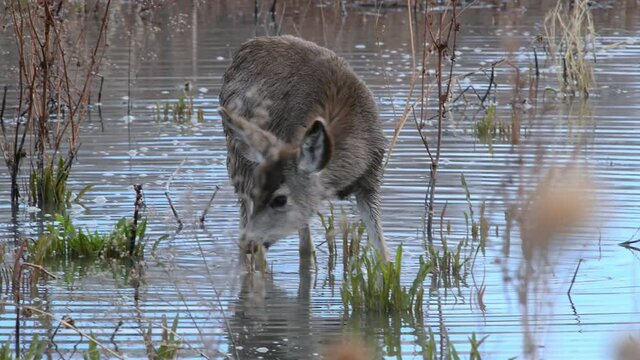 Young ule deer eats lush, green plants growing in flooded wetlands in Bosque Del Apache National Wildlife