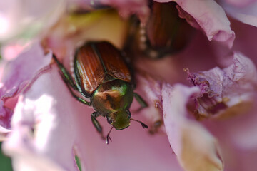 Japanese beetle (Popillia japonic) inside a rose flower.