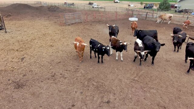 Bulls line up and face off with the camera as a drone flies in their pen. Adorable.