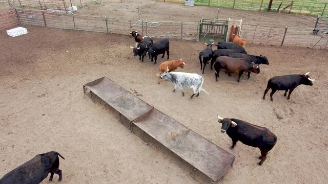 Bulls and steers swagger to establish their pen dominance.
