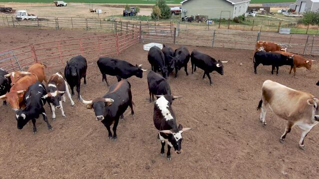 Bulls push and chase each other as one paws the ground ready to charge the drone.