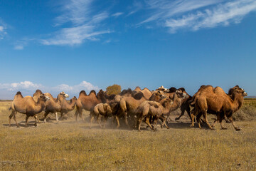 Bactrian camels in Issyk Kul, Kyrgyzstan