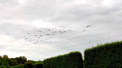A photo of a swarm of birds in the sky