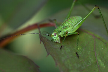 Nymph of speckled bush-cricket Leptophyes punctatissima chewing on a rose leaf