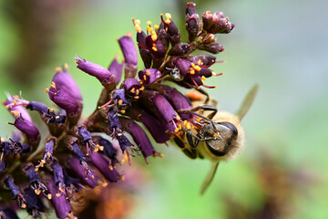 Westliche Honigbiene ( Apis mellifera ), Europäische Honigbiene beim Nektarsammeln am Blütenstand des Bastardindigo s ( Amorpha fruticosa )