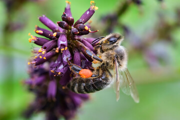 Westliche Honigbiene ( Apis mellifera ), Europäische Honigbiene beim Nektarsammeln am Blütenstand...