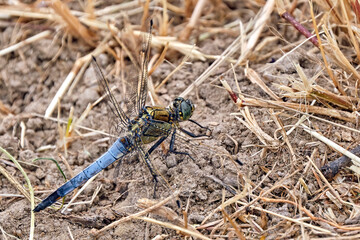 Gro&szlig;er Blaupfeil ( Orthetrum cancellatum ).