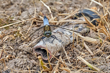 Großer Blaupfeil ( Orthetrum cancellatum ).