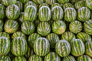 Watermelons in the market