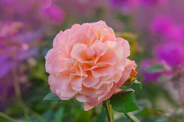Beautiful orange rose Augusta Luise.
