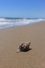 Closeup conch shell on sand, Mediterranean beach,  sea background.