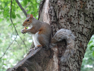 Naklejka na ściany i meble Eastern grey squirrel in Central Park