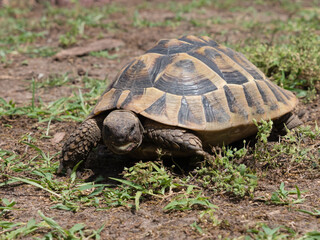 griechische Landschildkröte in heimischen Garten, Artenschutz, Testudo hermanni