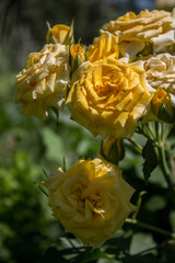 blooming yellow rose in the park