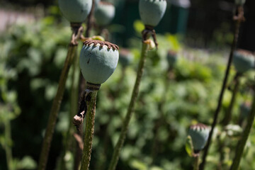poppy heads in the park