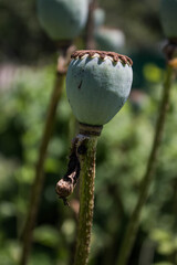 poppy heads in the park