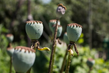 poppy heads in the park