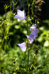 blue bell flower on a park background