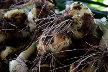 dirty onion crop in the ground