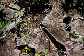 Wood texture. Stump in macro shot. Background