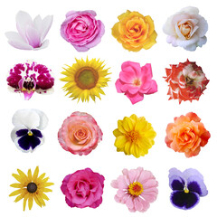 Macro photo of flowers set: rose, arnica montana, daffodil, blue periwinkle,  pansy, cactus, lily on a white isolated background