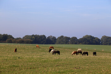 Island Pferde auf einer Koppel bei Sonnenschein nahe der Ostsee