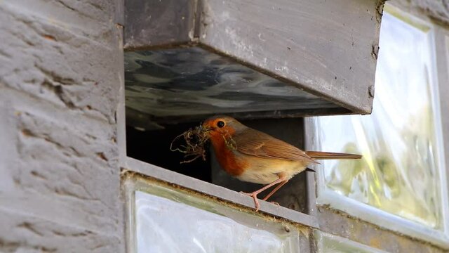 Rotkehlchen baut das Nest in der Garage