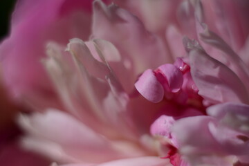 Beautiful pink tender peony petals close-up. Macro
