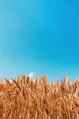 Ripe harvest ready wheat crop field in summer