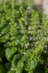 Basil growing in a garden, blooming flowers visible