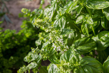 Basil growing in a garden, blooming flowers visible