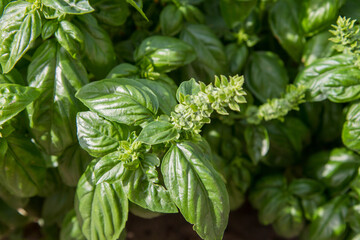 Basil growing in a garden, blooming flowers visible