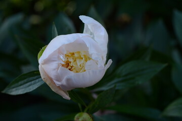 White peony flower unfolds in a green garden in summer.
