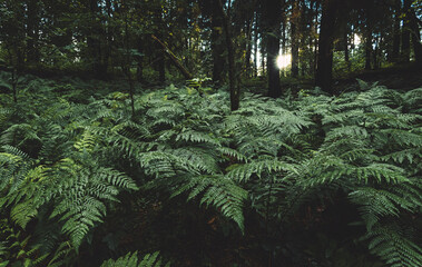 Landscape background with bushes of dark green fern in the coniferous forest after rain. The...