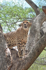 Obraz premium Cheetah on tree