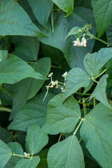 Green beans growing in a garden