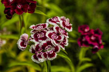White and purple carnation in the garden