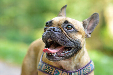 Portrait of happy brown French Bulldog dog with tongue out on blurry background