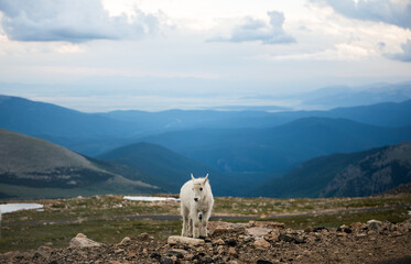 baby mountain goat on top with beautiful view