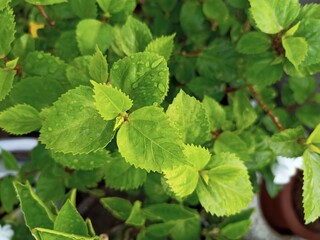 green leaves in a garden with water droplets