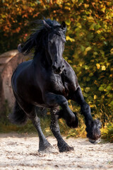 Friese