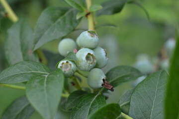 Green blueberry fruits ripen on a bush in summer

