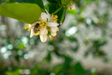 bee picking pollen on lemon flower